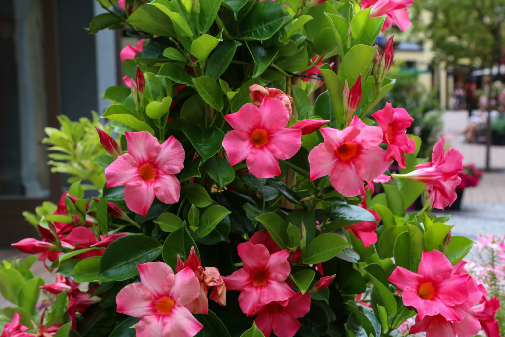 Large choix de dipladénia aux Serres de Commières - jardinierie Roanne 